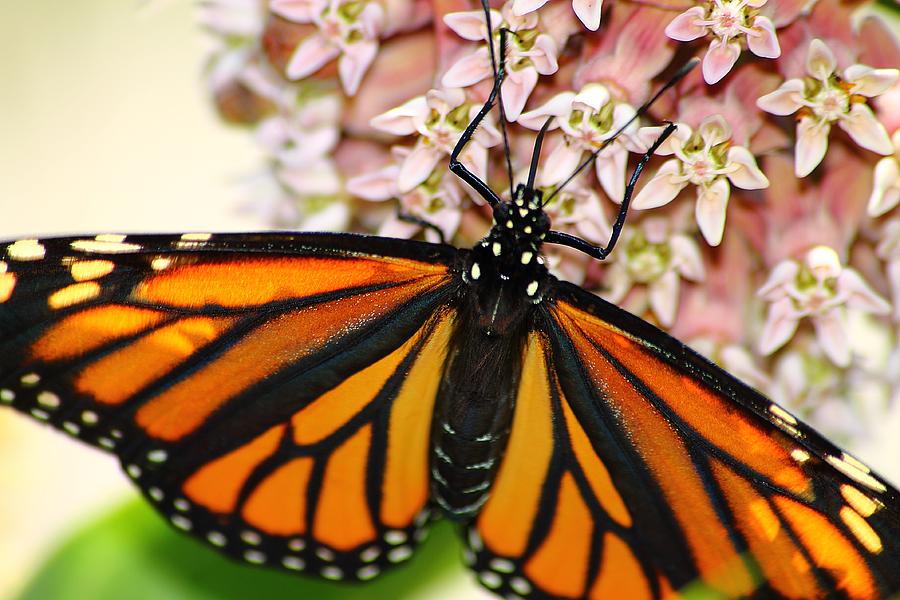 Nature Photograph - Monarch on Milkweed 5 by Scott Hovind