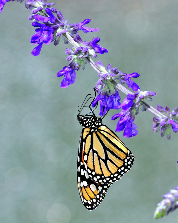 Monarch on Purple Photograph by Bill Dodsworth