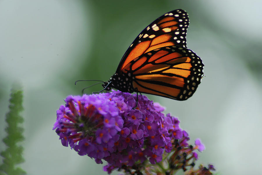 Monarch on Purple Photograph by Wanda Jesfield