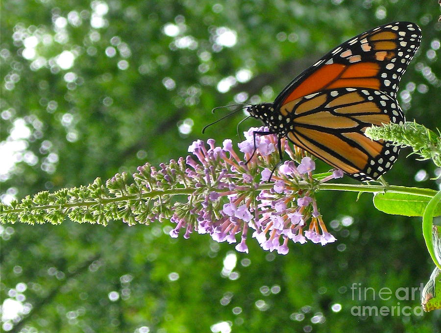 Monarch On The Butterfly Bush  Photograph by Nancy Patterson