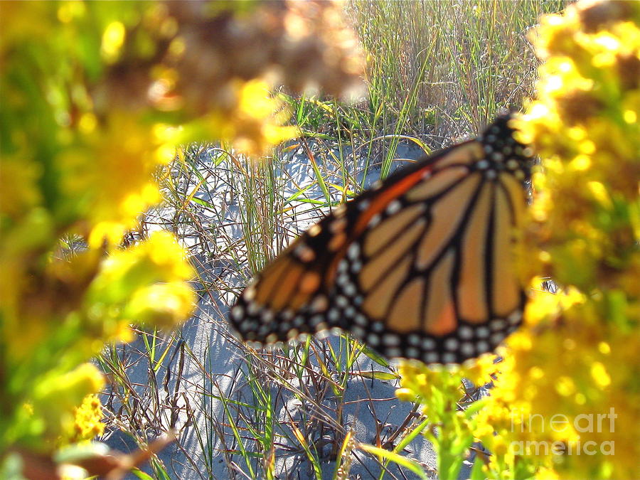 Monarch on the Dunes  Photograph by Nancy Patterson