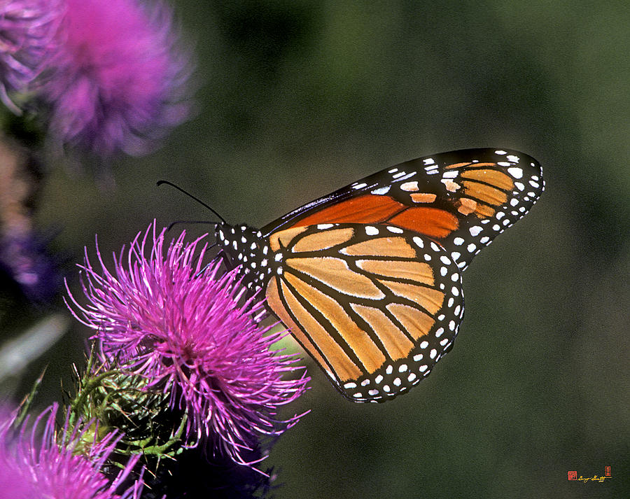Monarch on Thistle 13F Photograph by Gerry Gantt
