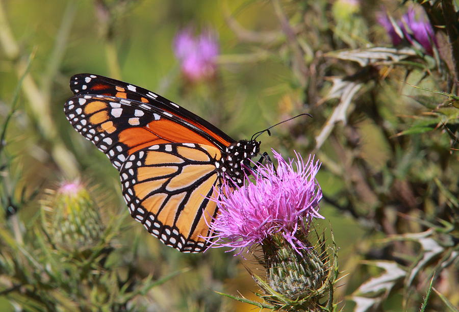 Monarch on Thistle Photograph by Bruce J Robinson