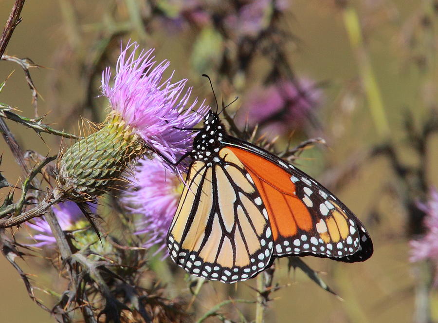 Monarch on Thistle II Photograph by Bruce J Robinson