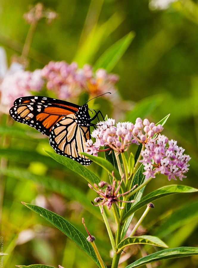 Monarch on Wildflower Photograph by Debbie Karnes