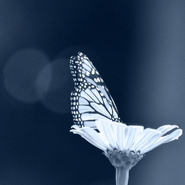 Nature Photograph - Monarch by Penni DAulerio