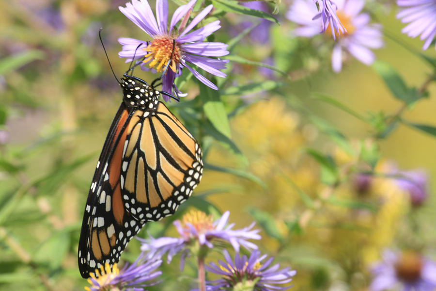 Butterflies Photograph - Monarch profile one by Alan Rutherford Butterflies Photograph - Monarch profile one by Alan Rutherford
