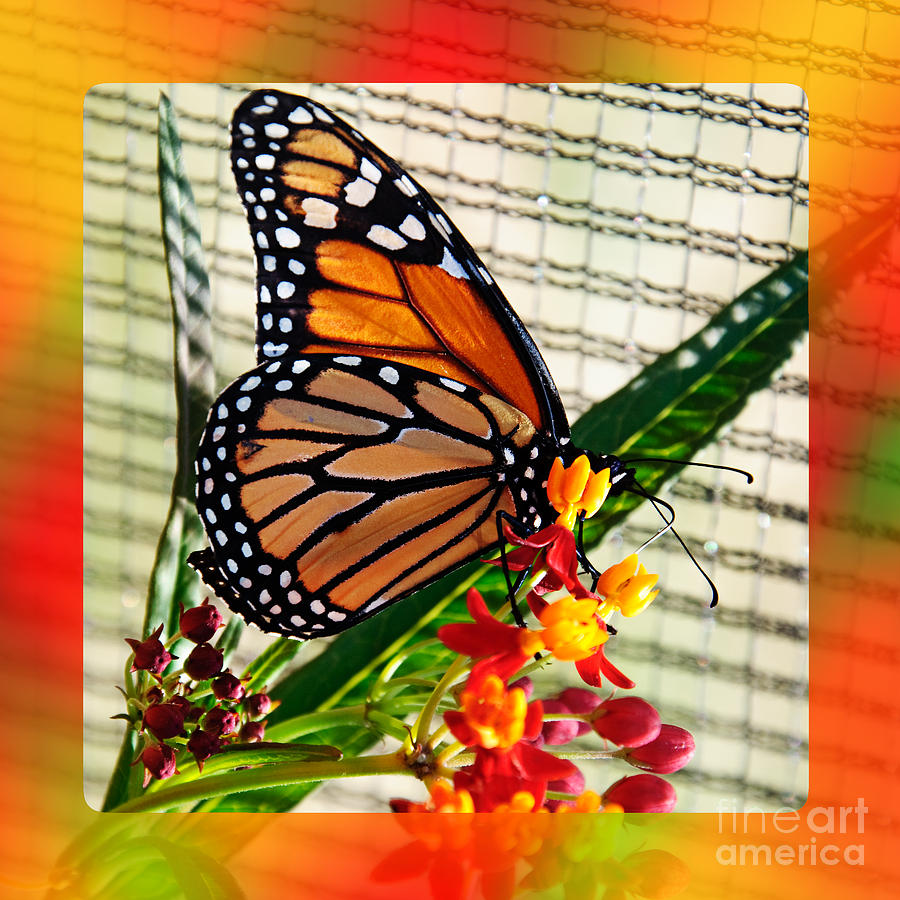 Monarch Rainbow Photograph by Andee Design