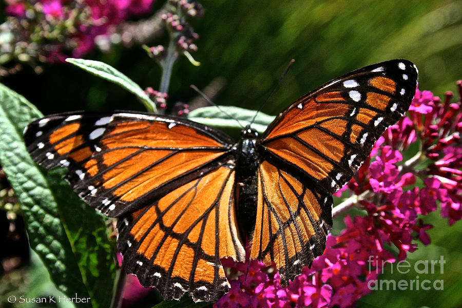 Monarch Photograph by Susan Herber