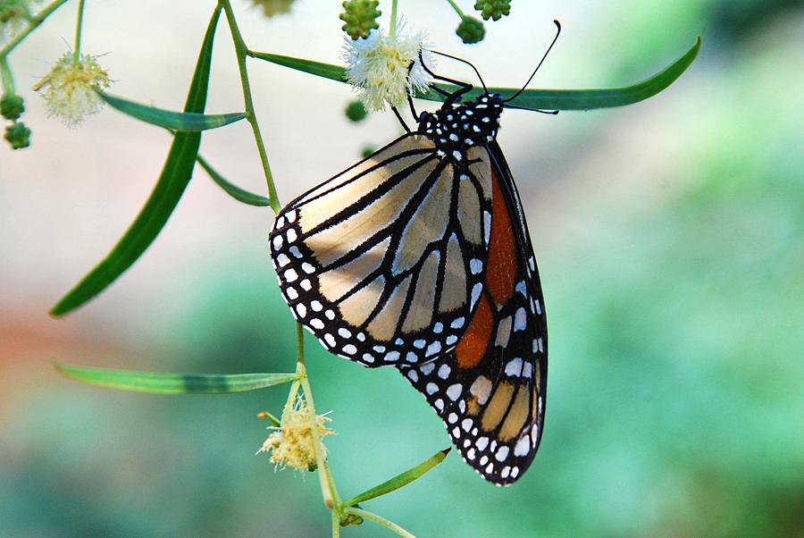 Monarch Photograph by Tam Ryan