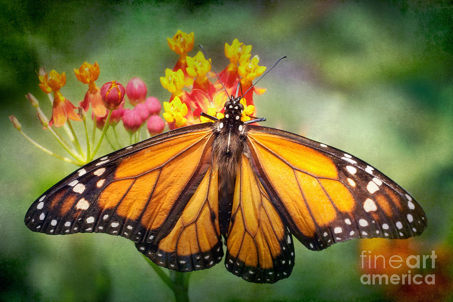 Butterfly Photograph - Monarch Three by Susan Isakson