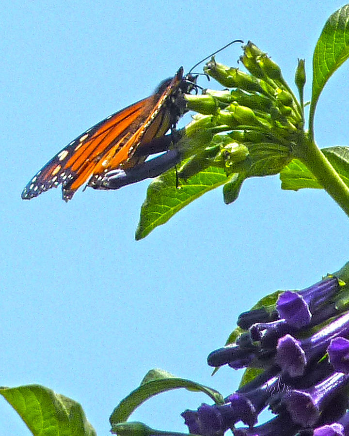 Monarch With Purple Flower Photograph by Marie Morrisroe