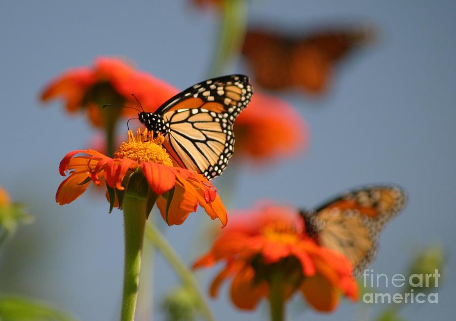 Monarch World Photograph by Living Color Photography Lorraine Lynch