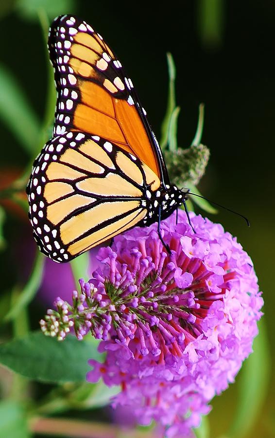 Monarchs Delight Photograph by Bruce Bley
