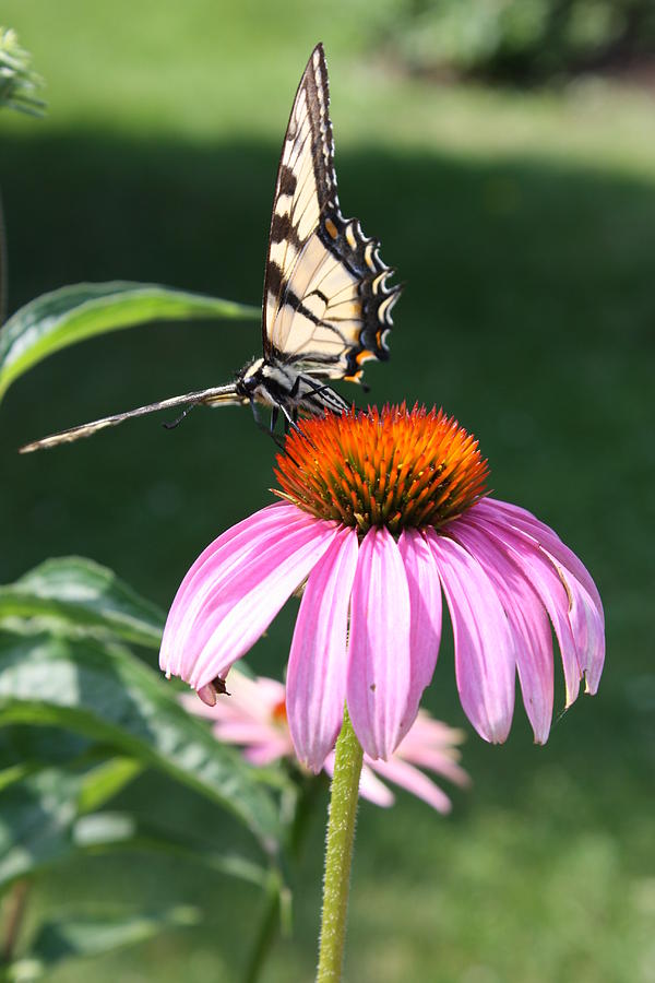 Butterfly Photograph - Monarchs Kingdom by Devon Stewart