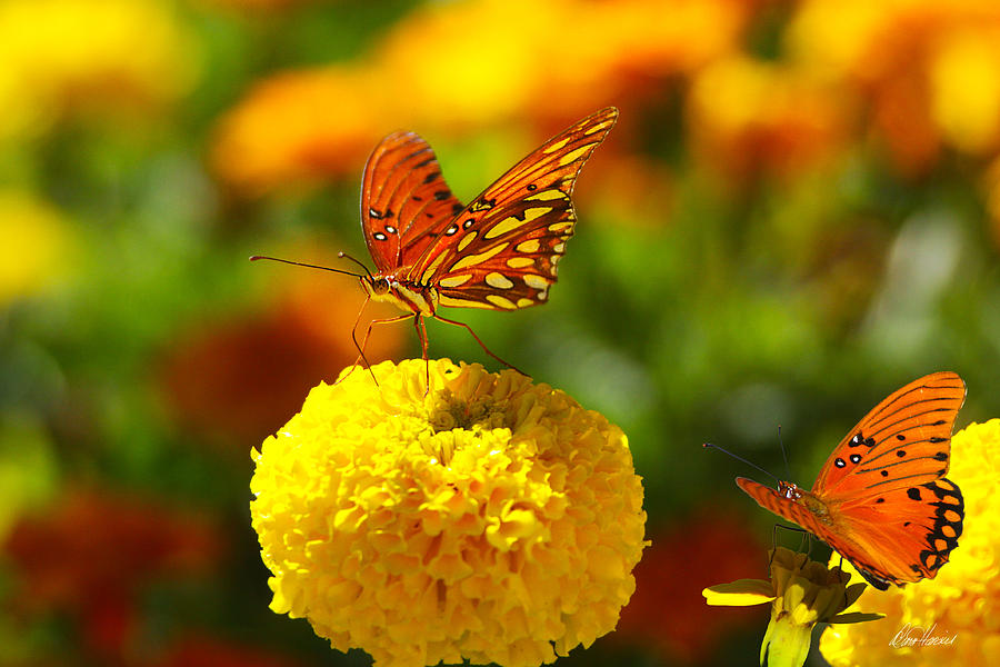 Flower Photograph - Monarchs on Marigolds by Diana Haronis