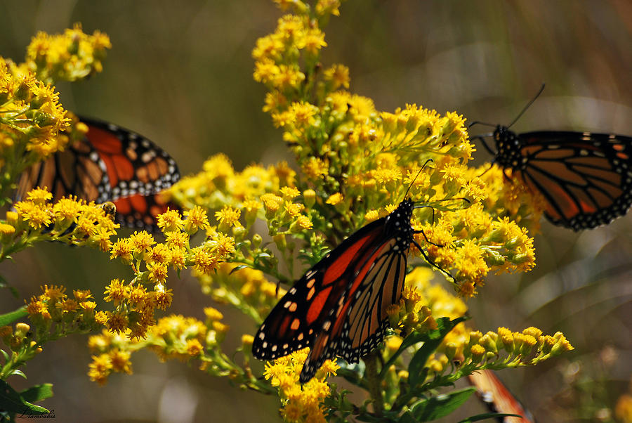 Monarchs on Yellow Photograph by Lori Tambakis
