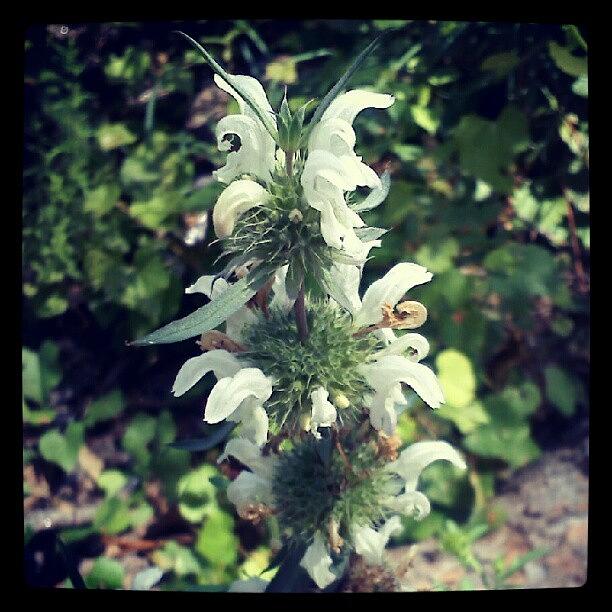 Wildcrafting Photograph - Monarda #herbalmedicine #botanica by Darcey Blue