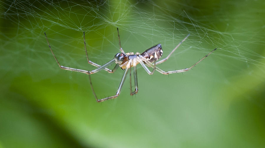 Money Spider Photograph by Steven Poulton