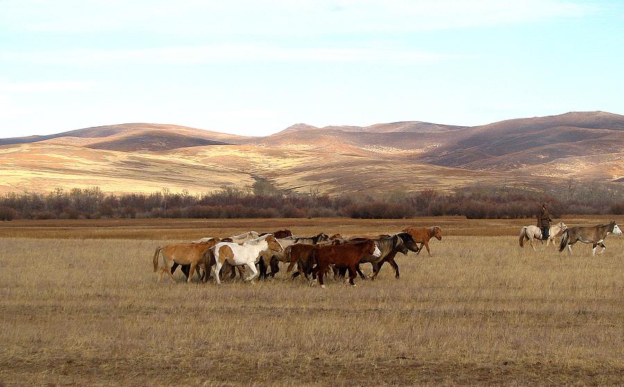 Mongolian Horses Photograph by Diane Height