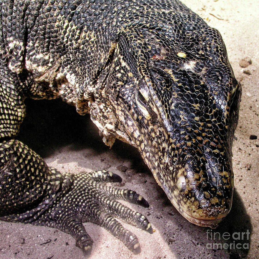 Animal Photograph - Monitor Lizard by Joerg Lingnau