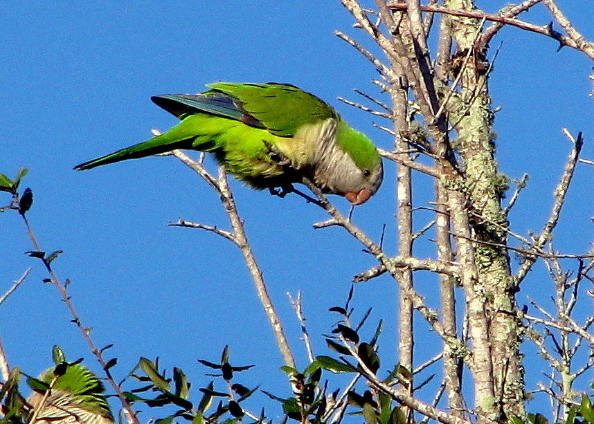 Monk Parakeet Photograph by T Guy Spencer