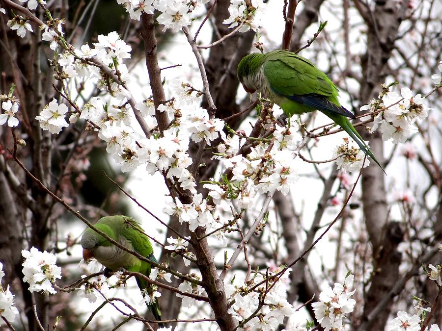 Monk Parakeets Photograph by Keith Stokes