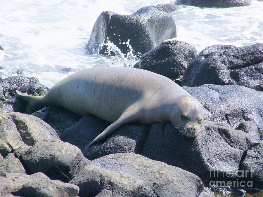 Fish Photograph - Monk Seal by Mary Deal