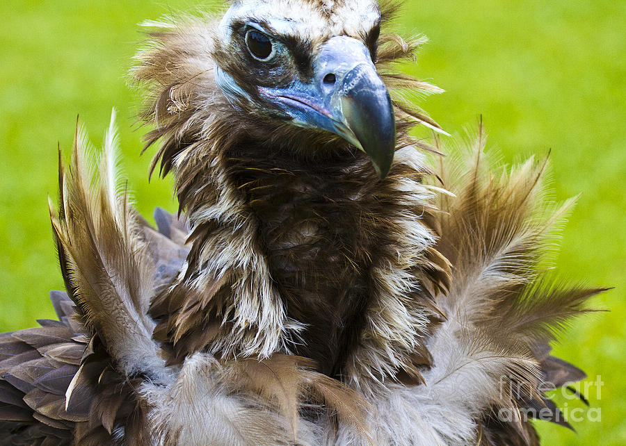 Monk Vulture 4 Photograph by Heiko Koehrer-Wagner