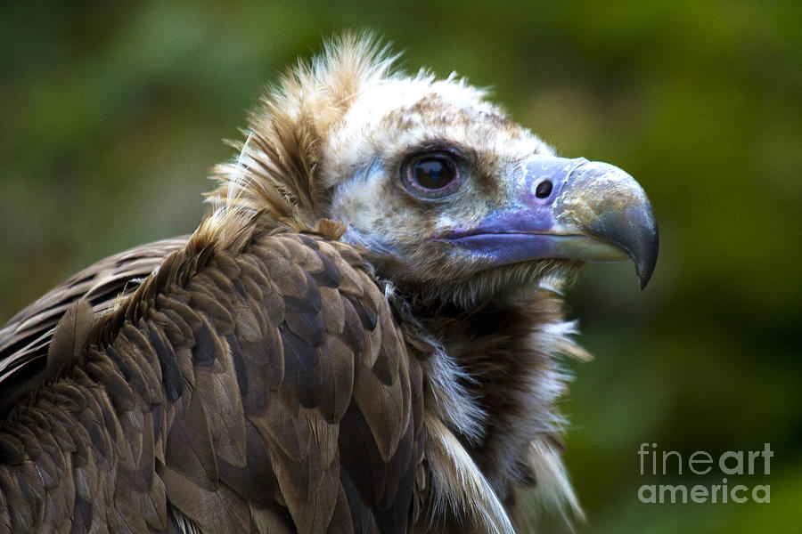 Vulture Photograph - Monk Vulture by Heiko Koehrer-Wagner