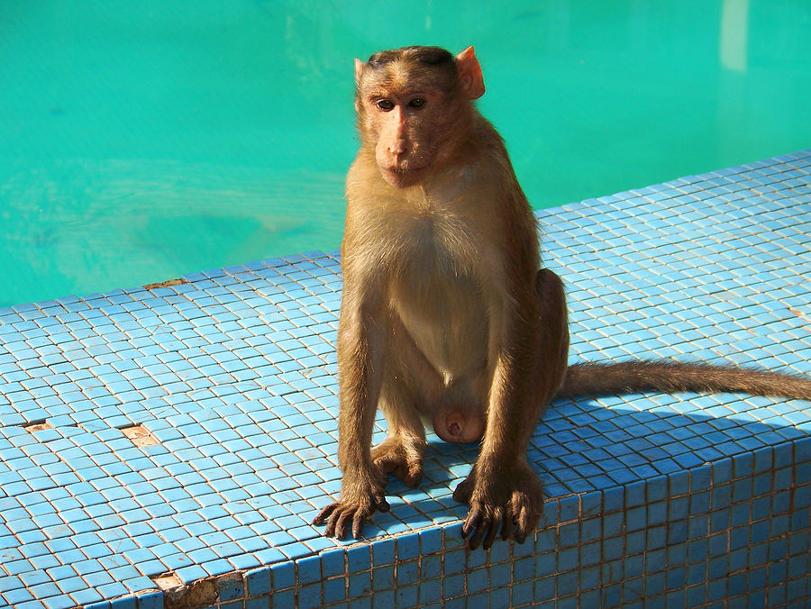 monkey pool float