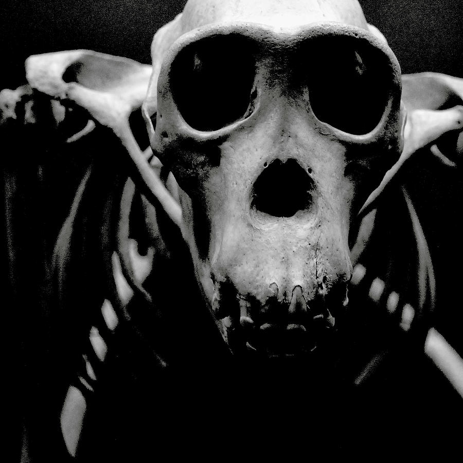 Black And White Photograph - Monkey Bones by Sharon Kalstek-Coty