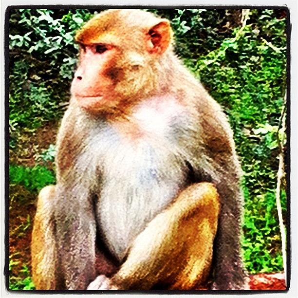 Wildlife Photograph - Monkey Business by Sid Malhotra