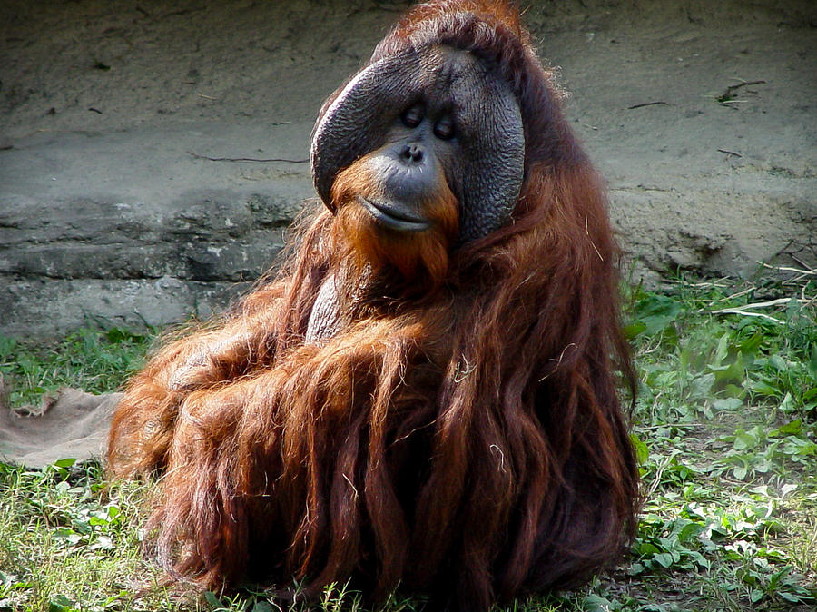 Monkey Photograph by Lesley Chen - Fine Art America