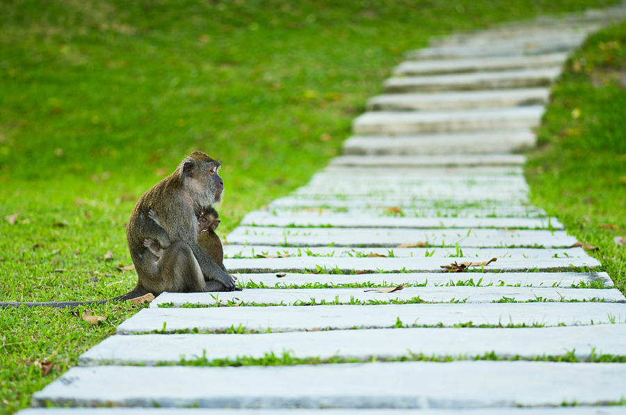 Monkey mother with baby resting on a walkway Photograph by U Schade
