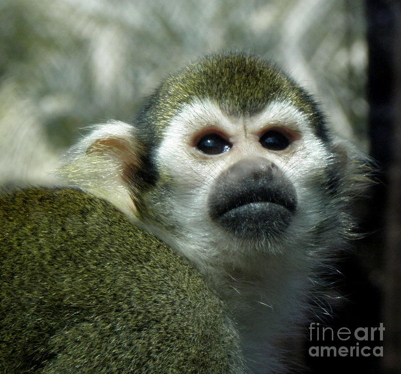Monkey Photograph by Kim Galluzzo Wozniak
