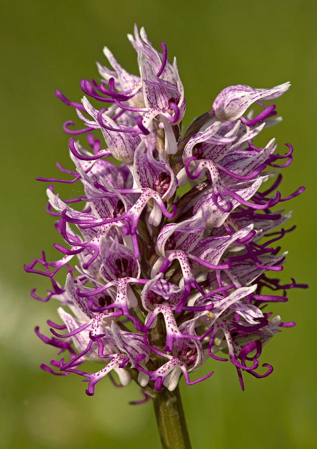 Monkey Orchid (orchis Simia) Photograph by Bob Gibbons - Pixels