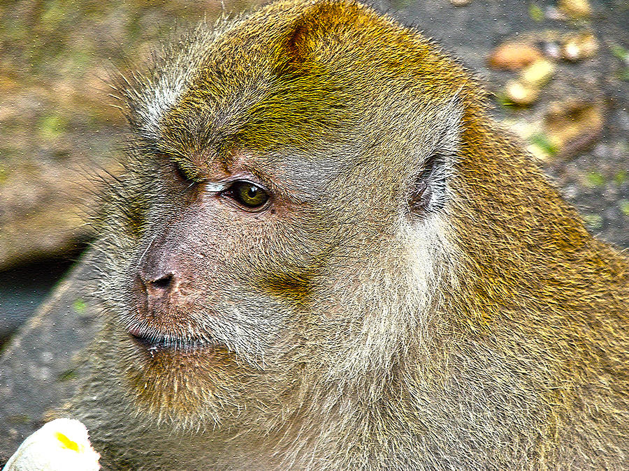 Monkey Photograph by Roy Foos