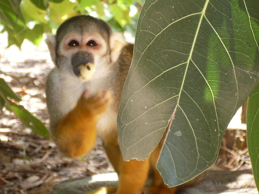 Jungle Photograph - Monkey see by Lisa A Bello