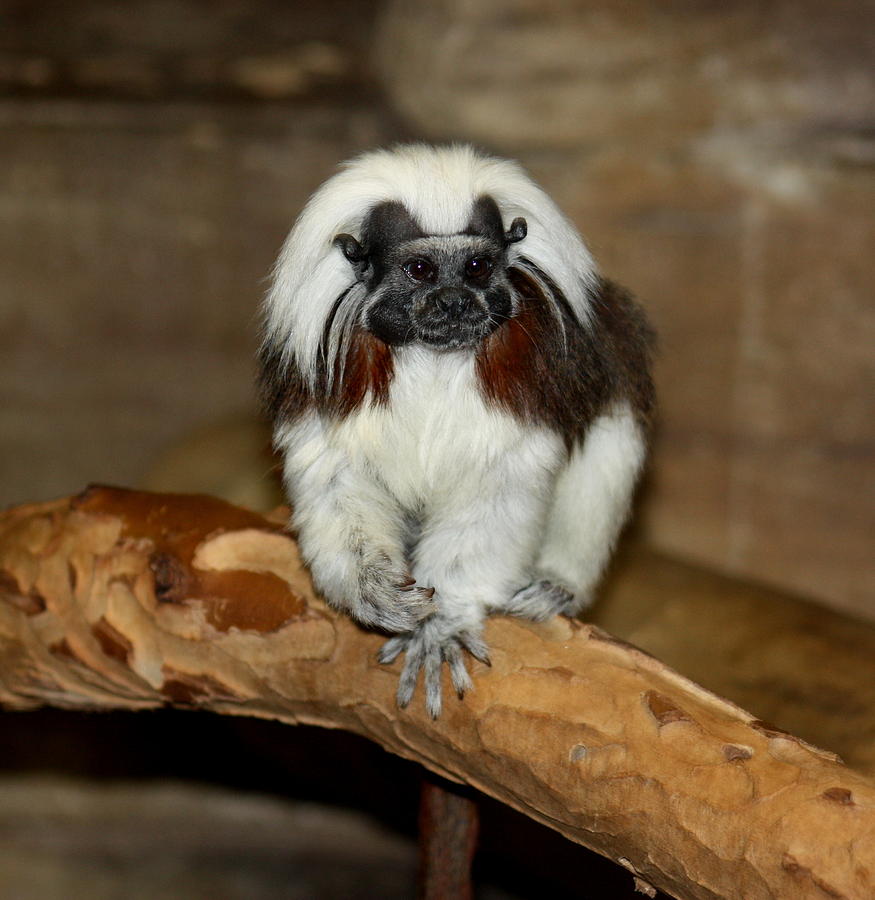 Monkey Stare Down Photograph by Kim Galluzzo