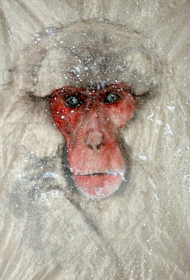 Monkey Staring  At Me Painting by Debbi Saccomanno Chan