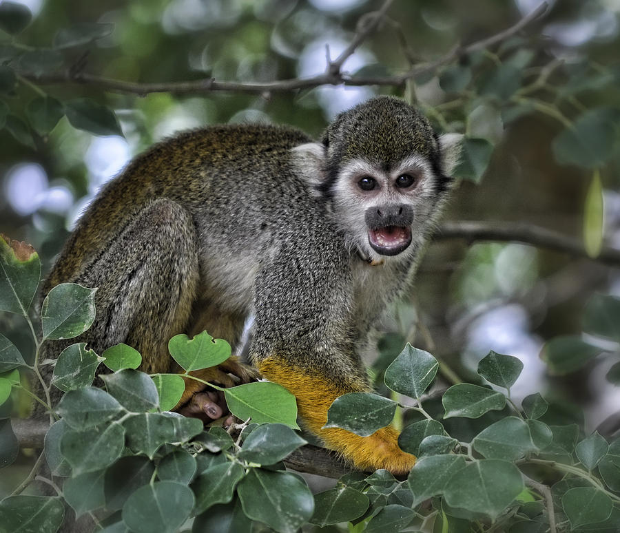 Monkeying Around Photograph by Saija Lehtonen | Fine Art America