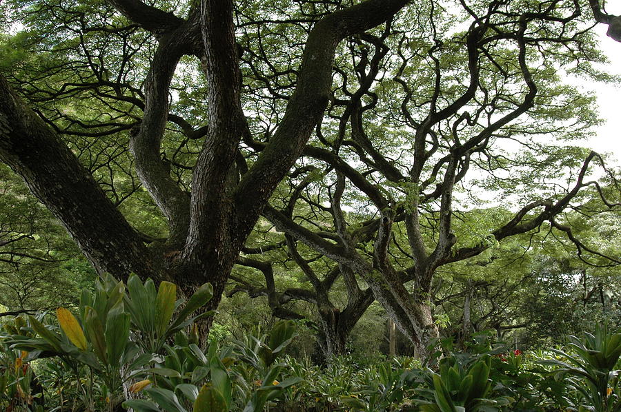 Monkeypod Trees II Photograph by Kathy Schumann