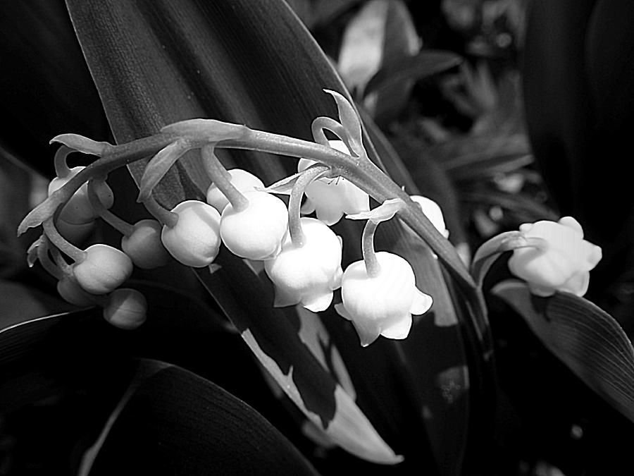 Monochromatic Lily-of-the-Valley Photograph by Beth Akerman | Fine Art ...