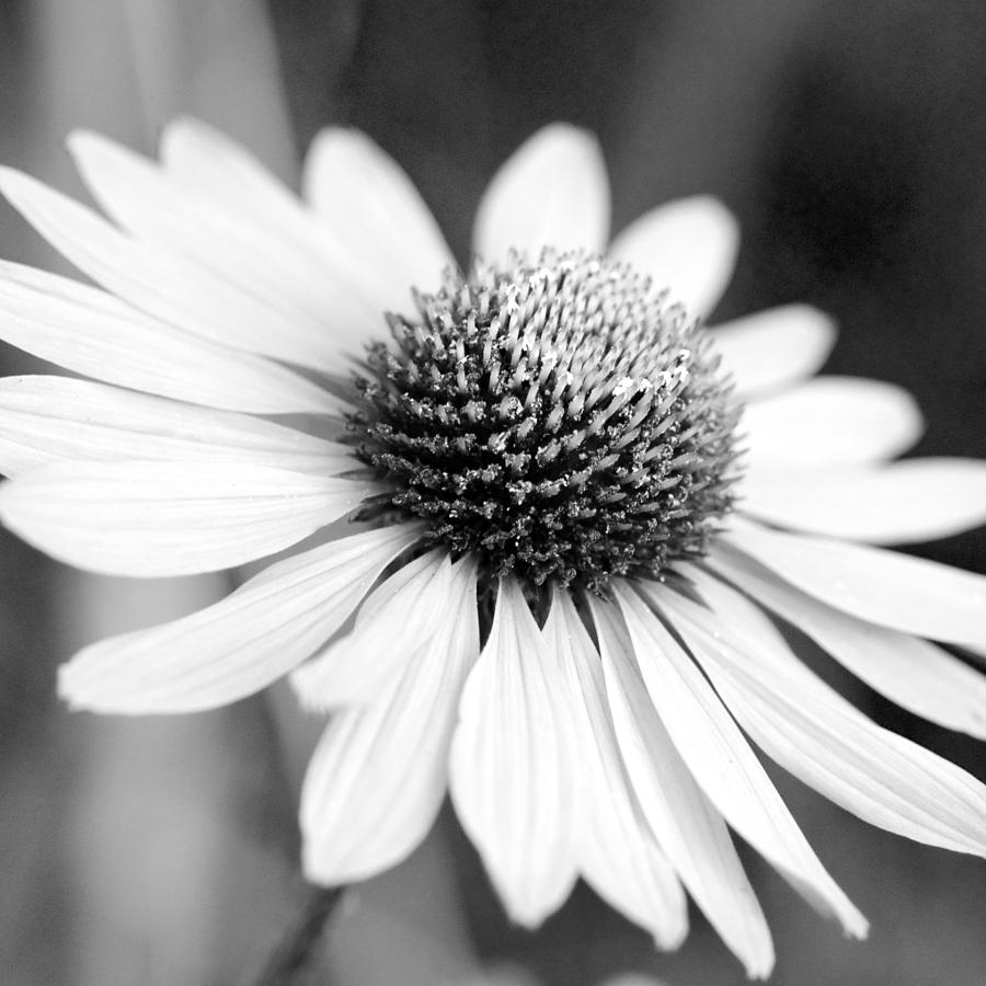 Monochrome Echinacea Photograph by Margaret Pitcher