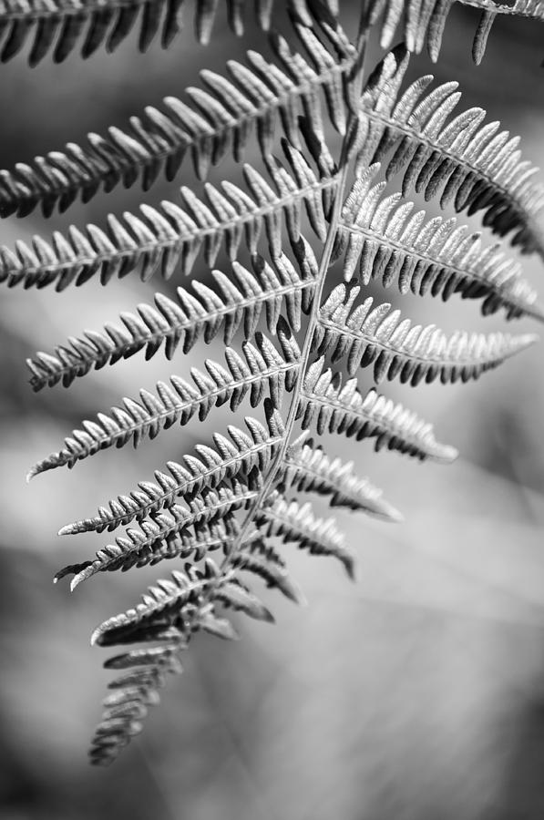Black And White Photograph - Monochrome Fern Frond by Steve Purnell