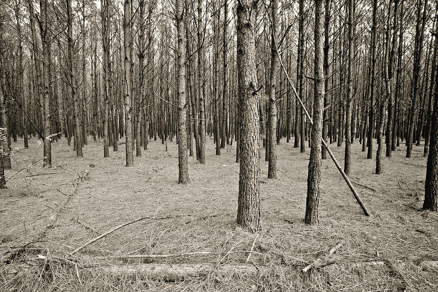 Monochrome Forest Photograph by M K Miller