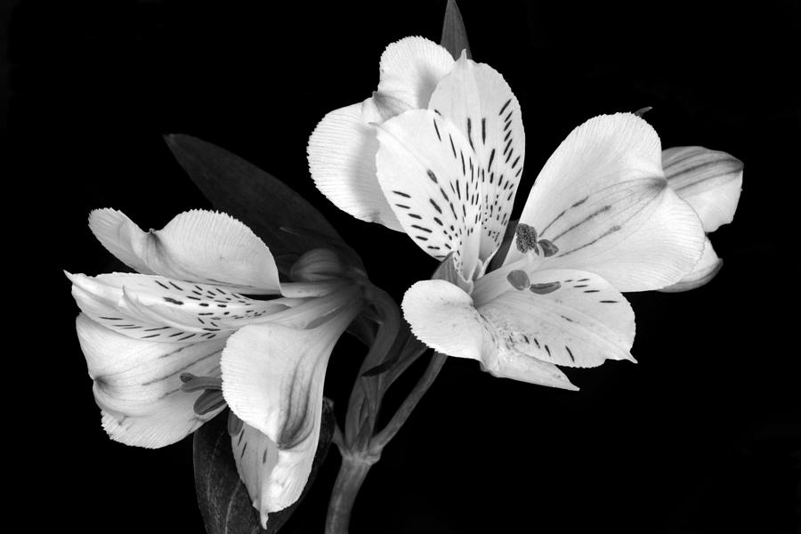 Monochrome Lily Photograph by Terence Davis