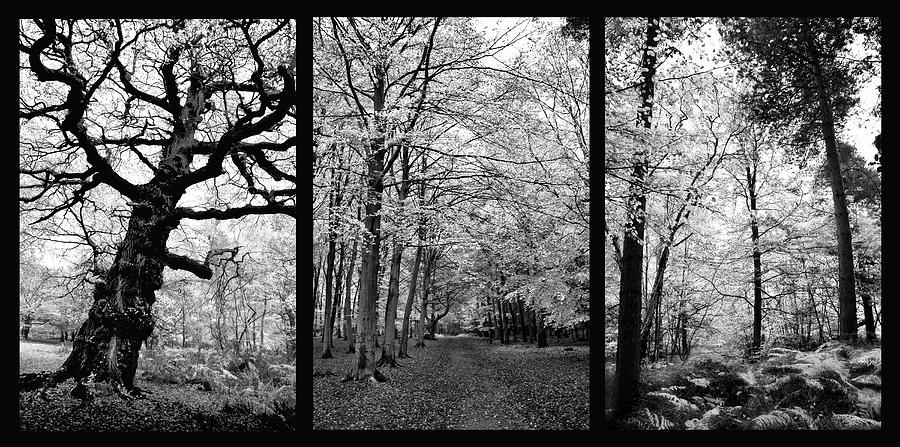 Monochrome Walk Triptych Photograph by Terence Davis