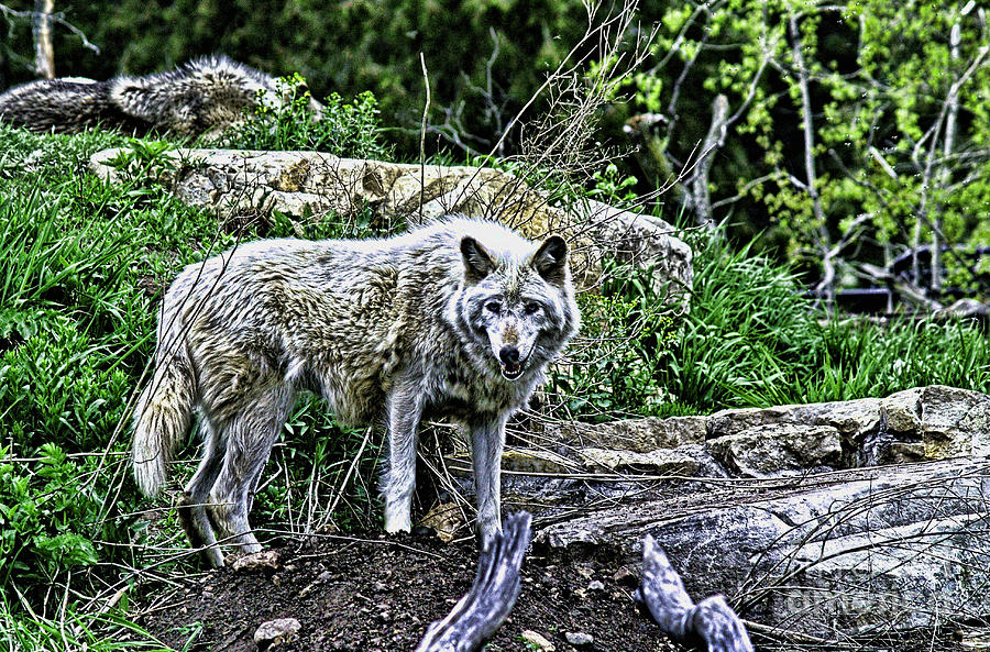 Monominie Park Gray Wolf Photograph